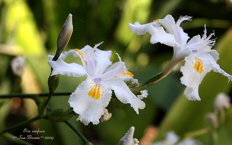 Photo of Species Iris (Iris confusa) uploaded by Calif_Sue