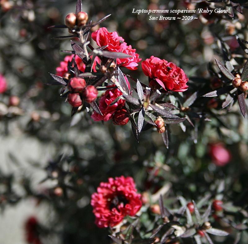 Photo of New Zealand Tea Tree (Leptospermum scoparium 'Ruby Glow') uploaded by Calif_Sue