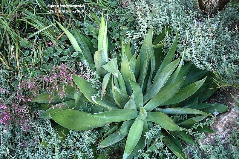 Photo of Agave (Agave polyacantha) uploaded by Calif_Sue