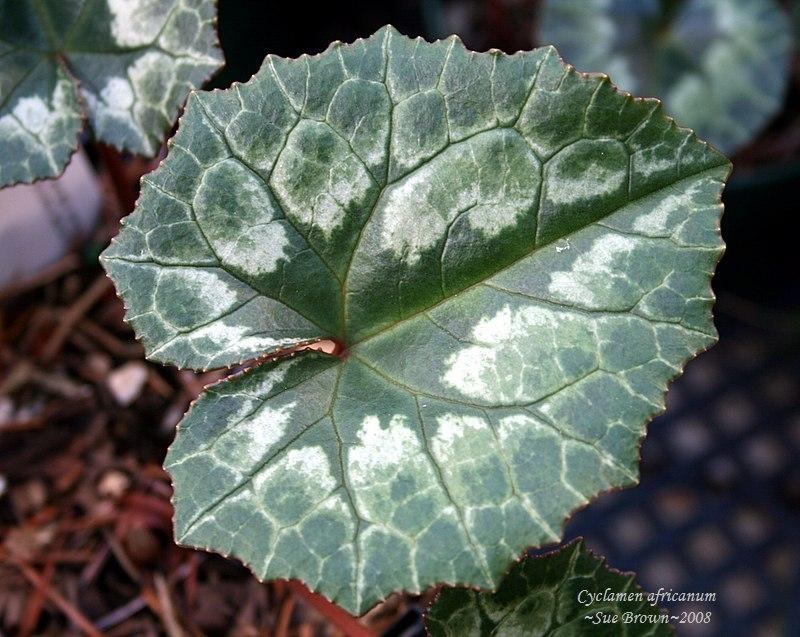 Photo of Hardy Cyclamen (Cyclamen hederifolium) uploaded by Calif_Sue