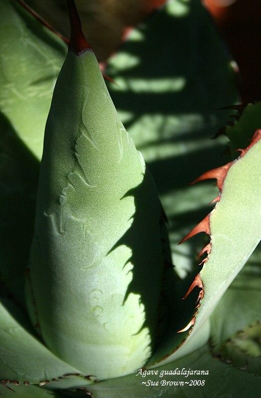 Photo of Agaves (Agave) uploaded by Calif_Sue