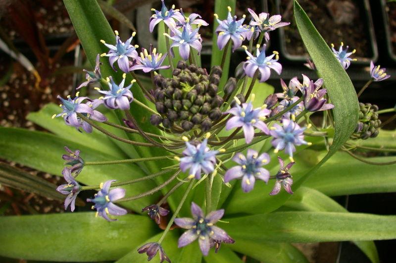 Photo of Peruvian Lily (Scilla peruviana) uploaded by Ferenc