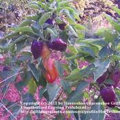 Plant loaded with various colored peppers
