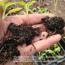 Location: MoonDance Farm-North Carolina
Date: 2011-02-18
Pepper seedlings, showing roots and top growth