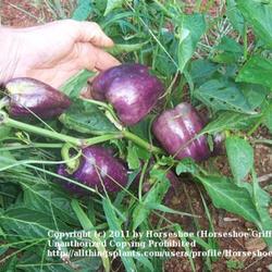 Location: MoonDance Farm-North Carolina
Date: July
Islander peppers--lavender purple stage