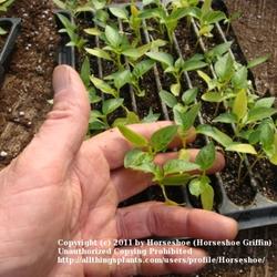 Location: MoonDance Farm-North Carolina
Date: 2011-02-18
Seedlings in row trays