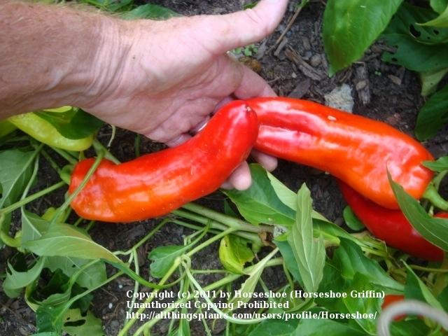 Photo of Frying Pepper (Capsicum annuum 'Aconcagua') uploaded by Horseshoe