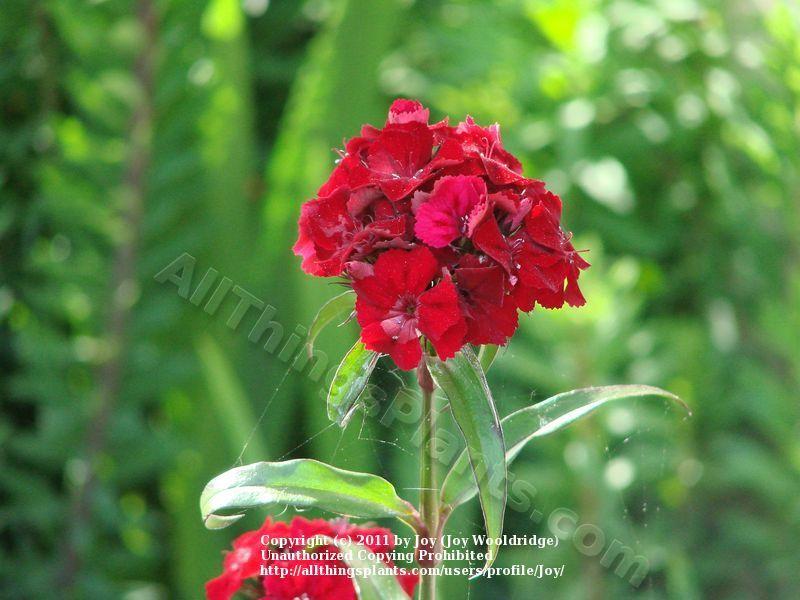 Photo of Sweet William (Dianthus barbatus) uploaded by Joy