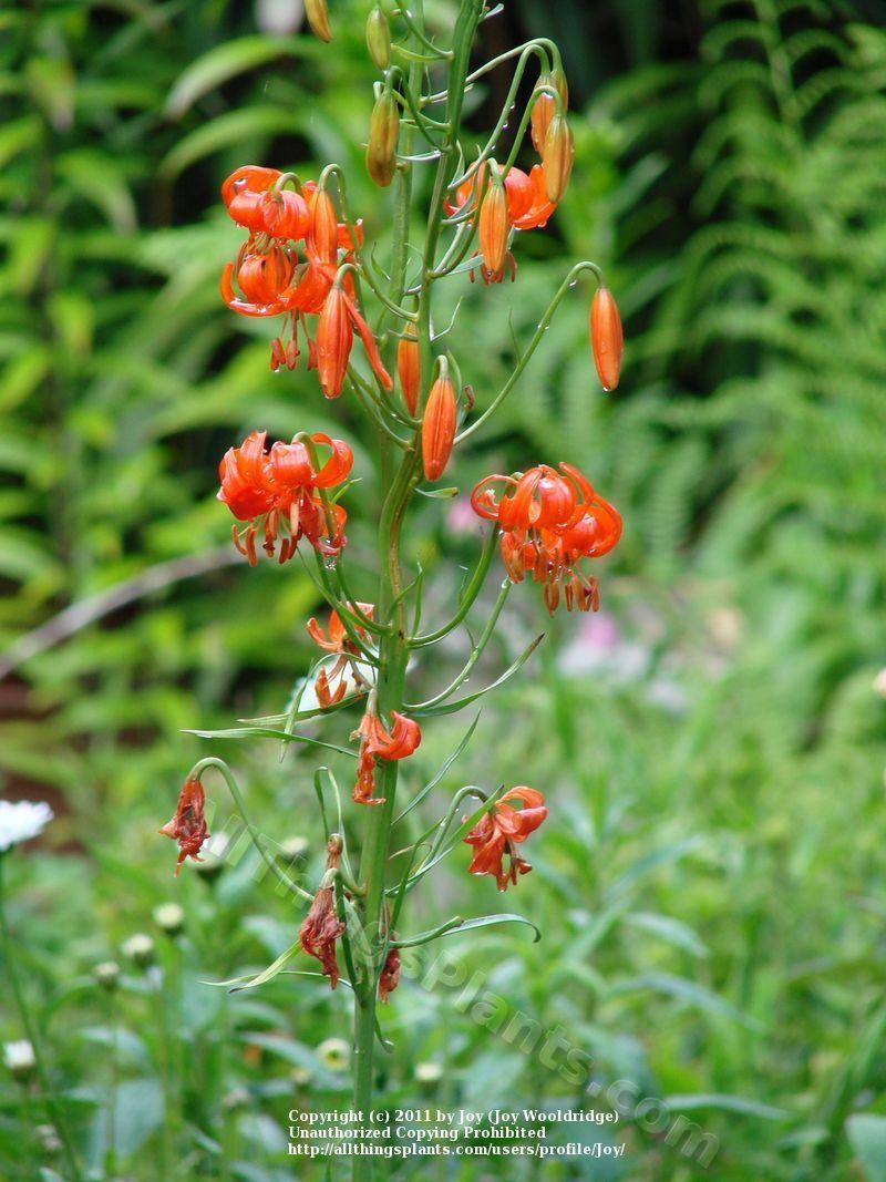 Photo of Coral Lily (Lilium pumilum) uploaded by Joy