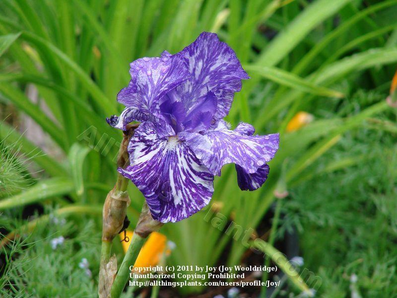 Photo of Border Bearded Iris (Iris 'Batik') uploaded by Joy