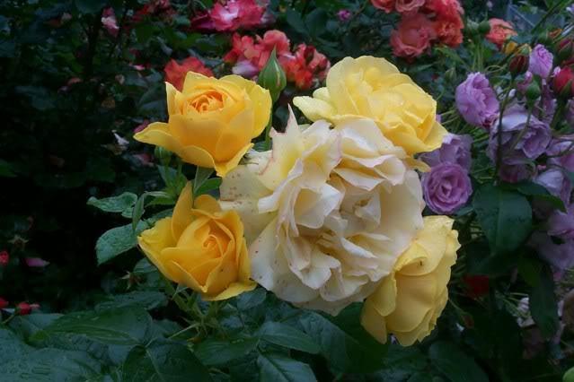 Photo of Floribunda Rose (Rosa 'Julia Child') uploaded by Newyorkrita