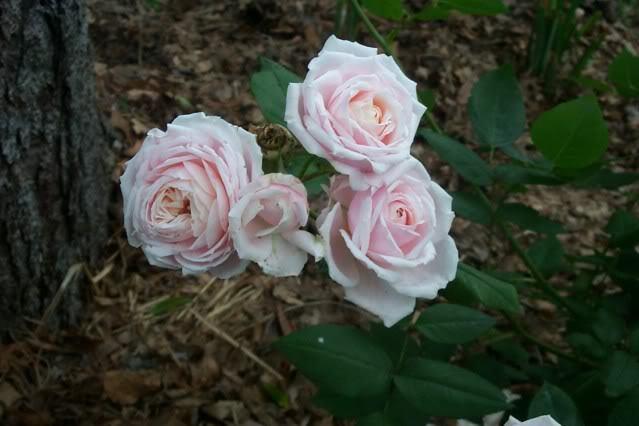 Photo of Rose (Rosa 'Quietness') uploaded by Newyorkrita