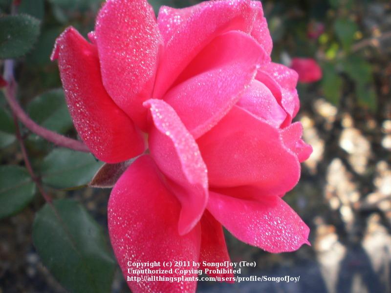 Photo of Rose (Rosa 'Double Knock Out') uploaded by SongofJoy