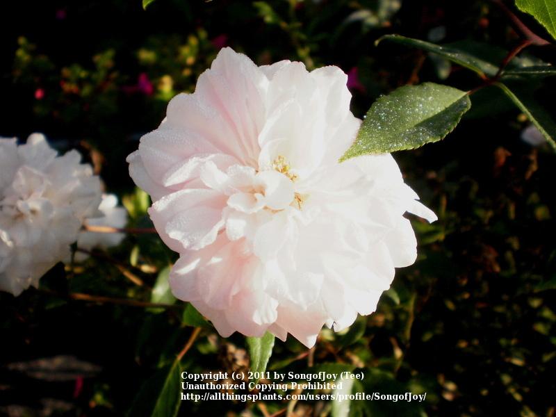 Photo of Climbing Polyantha Rose (Rosa 'Cecile Brunner, Cl.') uploaded by SongofJoy