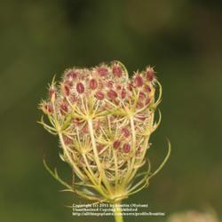Location: Nature Reserve Gent, Belgium
Date: 2011-09-22
Seeds are ripening..