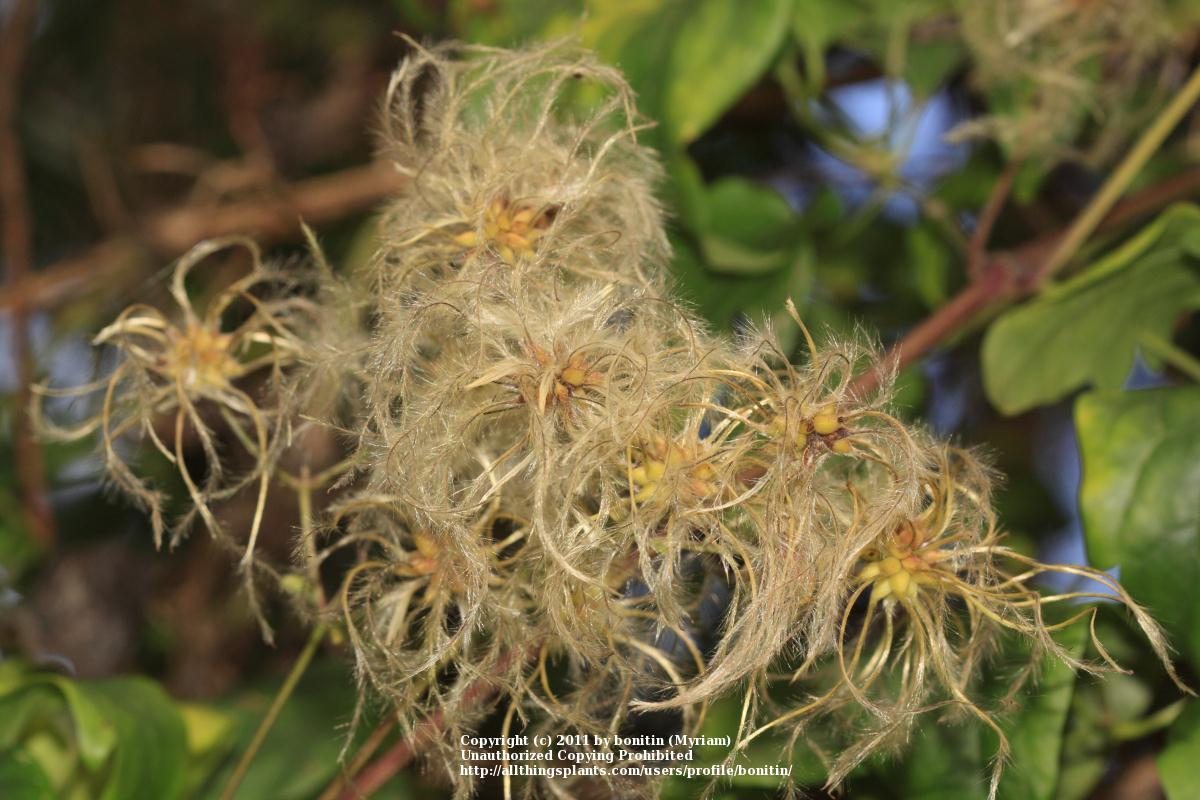 Photo of Clematis (Clematis vitalba) uploaded by bonitin