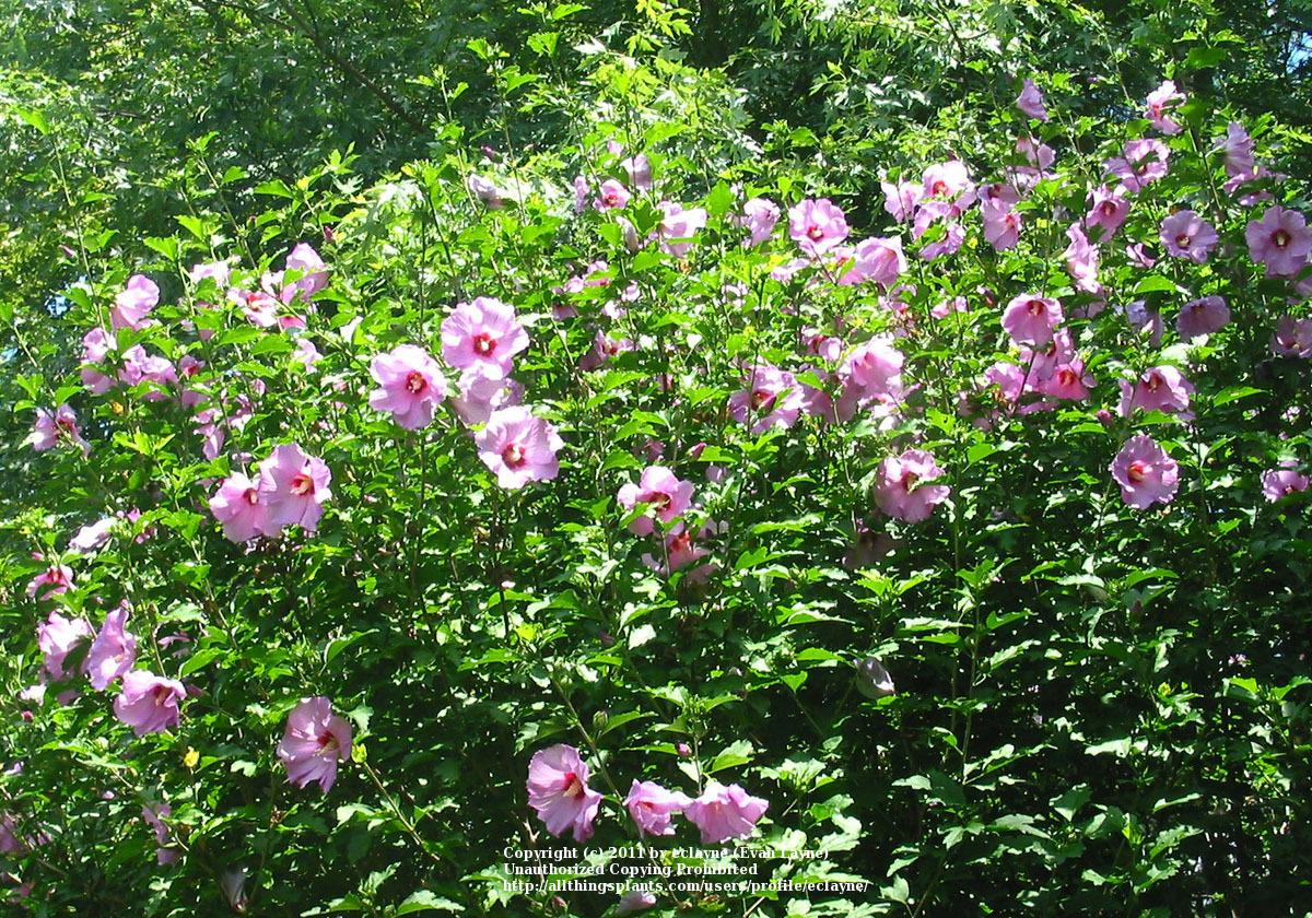 Photo of Roses of Sharon (Hibiscus syriacus) uploaded by eclayne