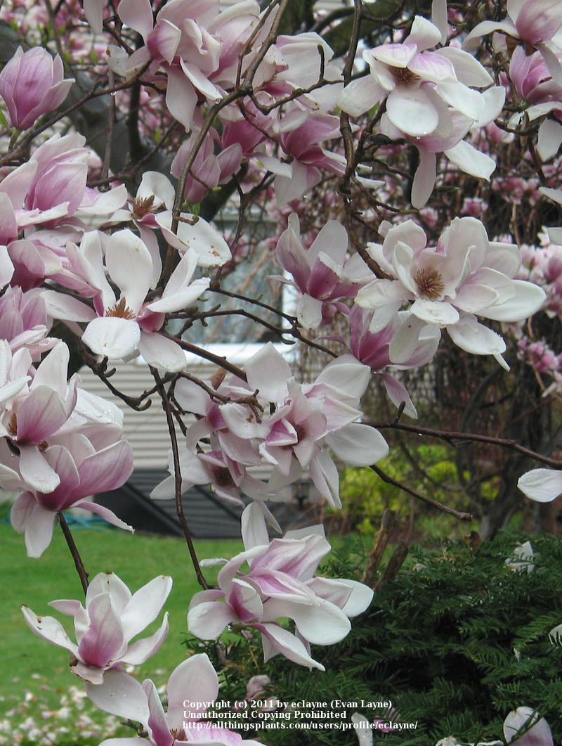 Photo of Saucer Magnolia (Magnolia x soulangeana) uploaded by eclayne