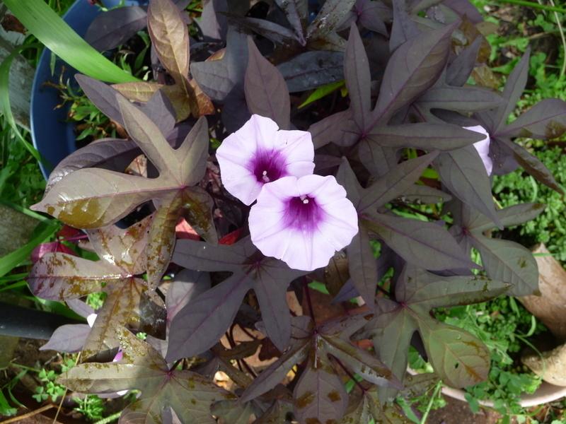 Photo of Ornamental Sweet Potato (Ipomoea batatas 'Blackie') uploaded by gardengus