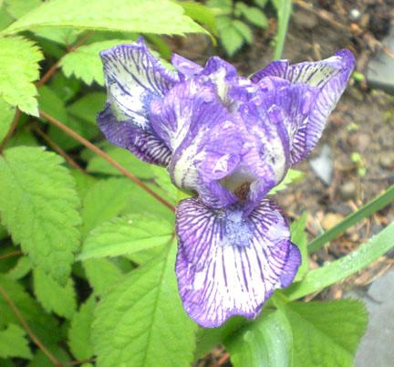 Photo of Standard Dwarf Bearded Iris (Iris 'Jellicle Cat') uploaded by ge1836