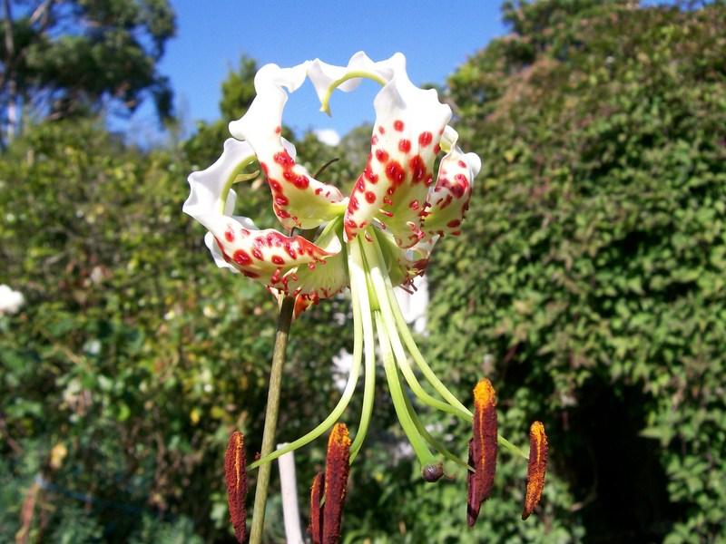 Photo of Showy Lily (Lilium speciosum var. gloriosoides) uploaded by gwhizz