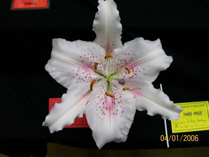 Photo of Oriental Lily (Lilium 'Muscadet') uploaded by gwhizz