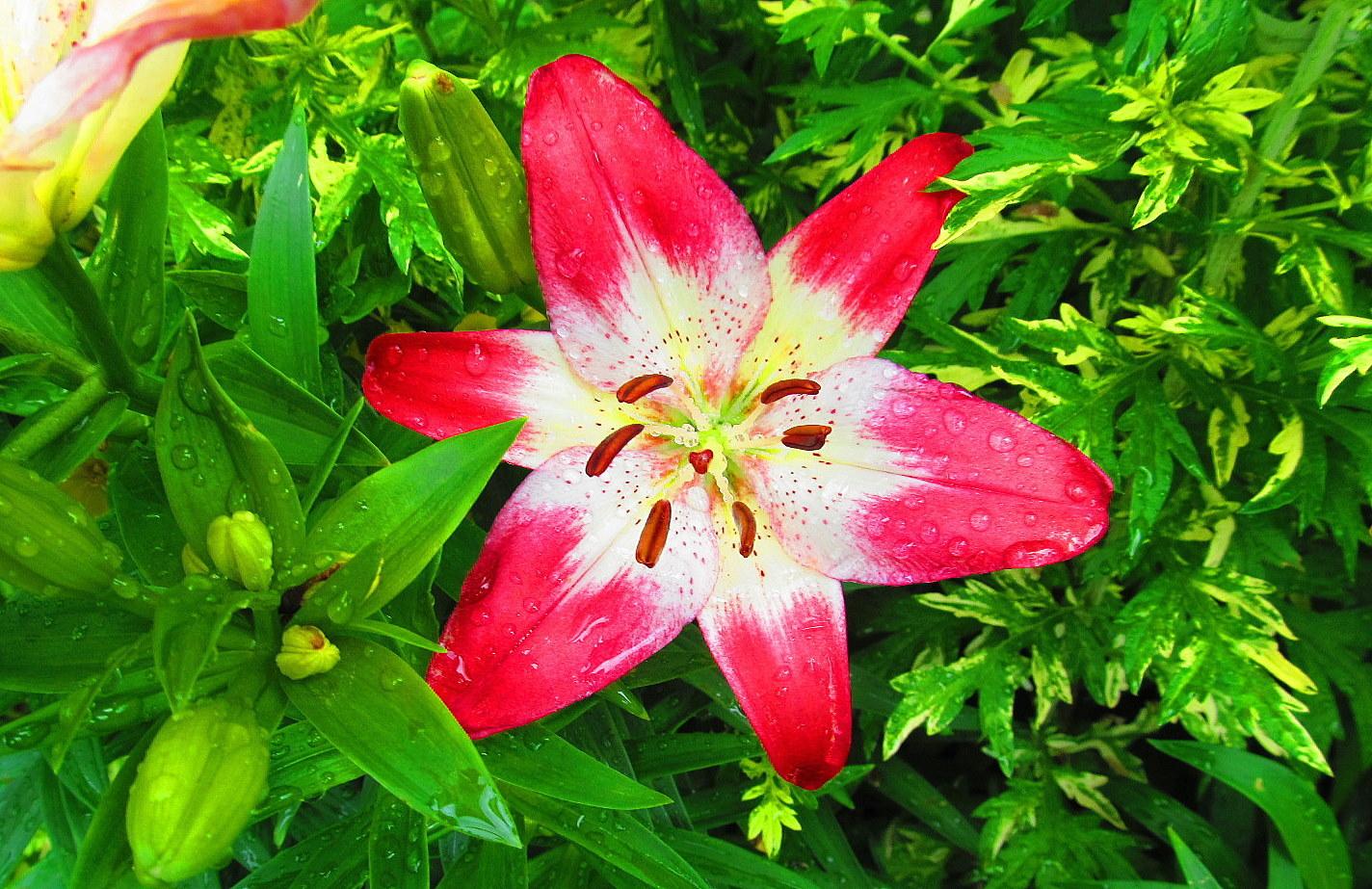 Photo of Lily (Lilium 'Lollypop') uploaded by jmorth