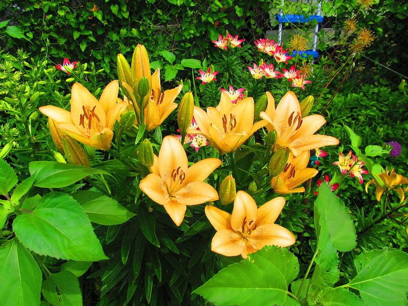 Photo of Lily (Lilium 'Salmon Classic') uploaded by jmorth
