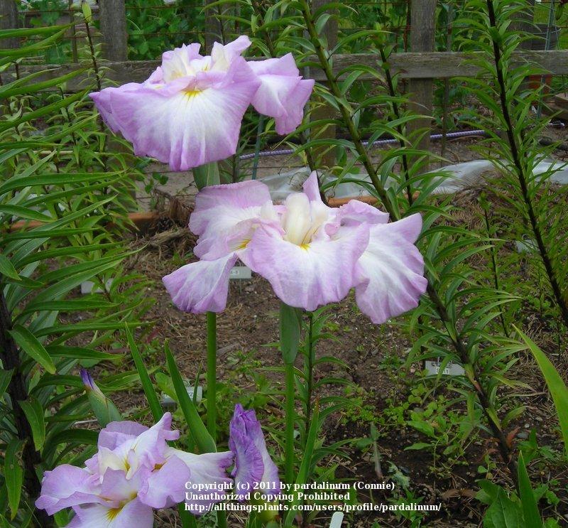 Photo of Japanese iris (Iris ensata 'Pink Ringlets') uploaded by pardalinum