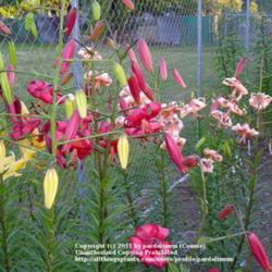 Location: Willamette Valley Oregon
Date: 2011-10-11 
Colorful group of downfacing lilies. L-R: George Slate, Morden Bu