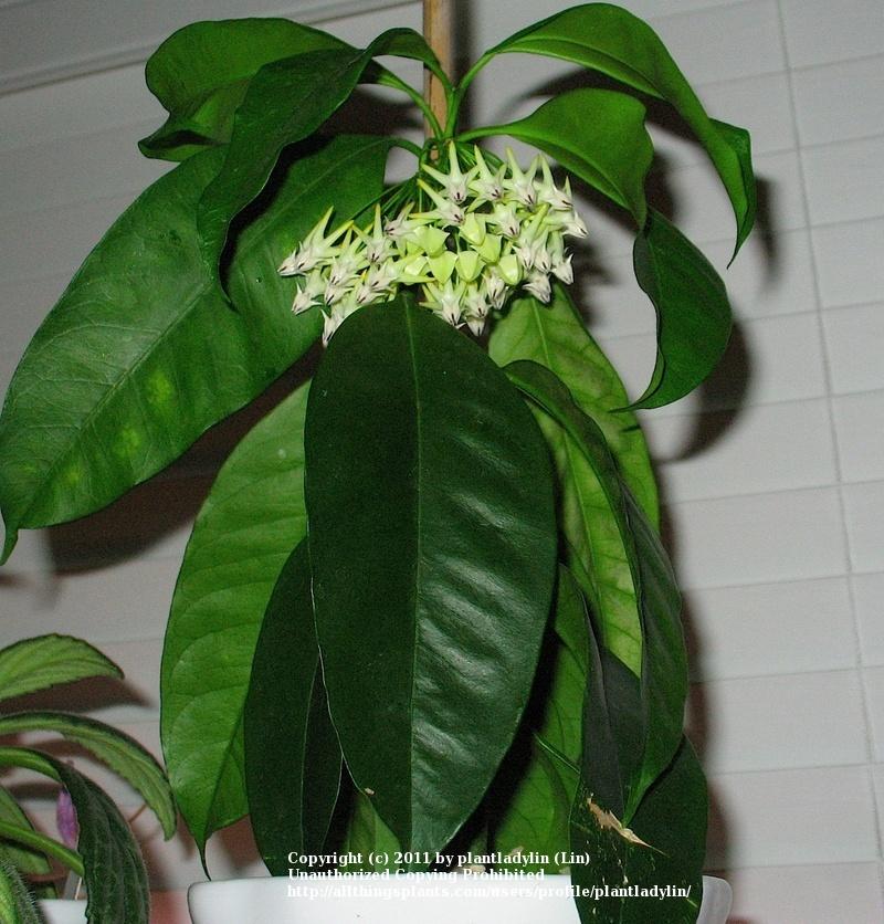 Photo of Shooting Star Hoya (Hoya multiflora) uploaded by plantladylin