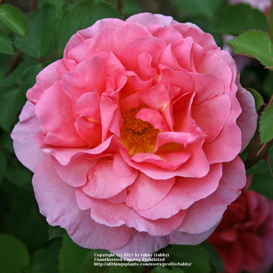 Photo of Rose (Rosa 'Lilian Austin') uploaded by tabby