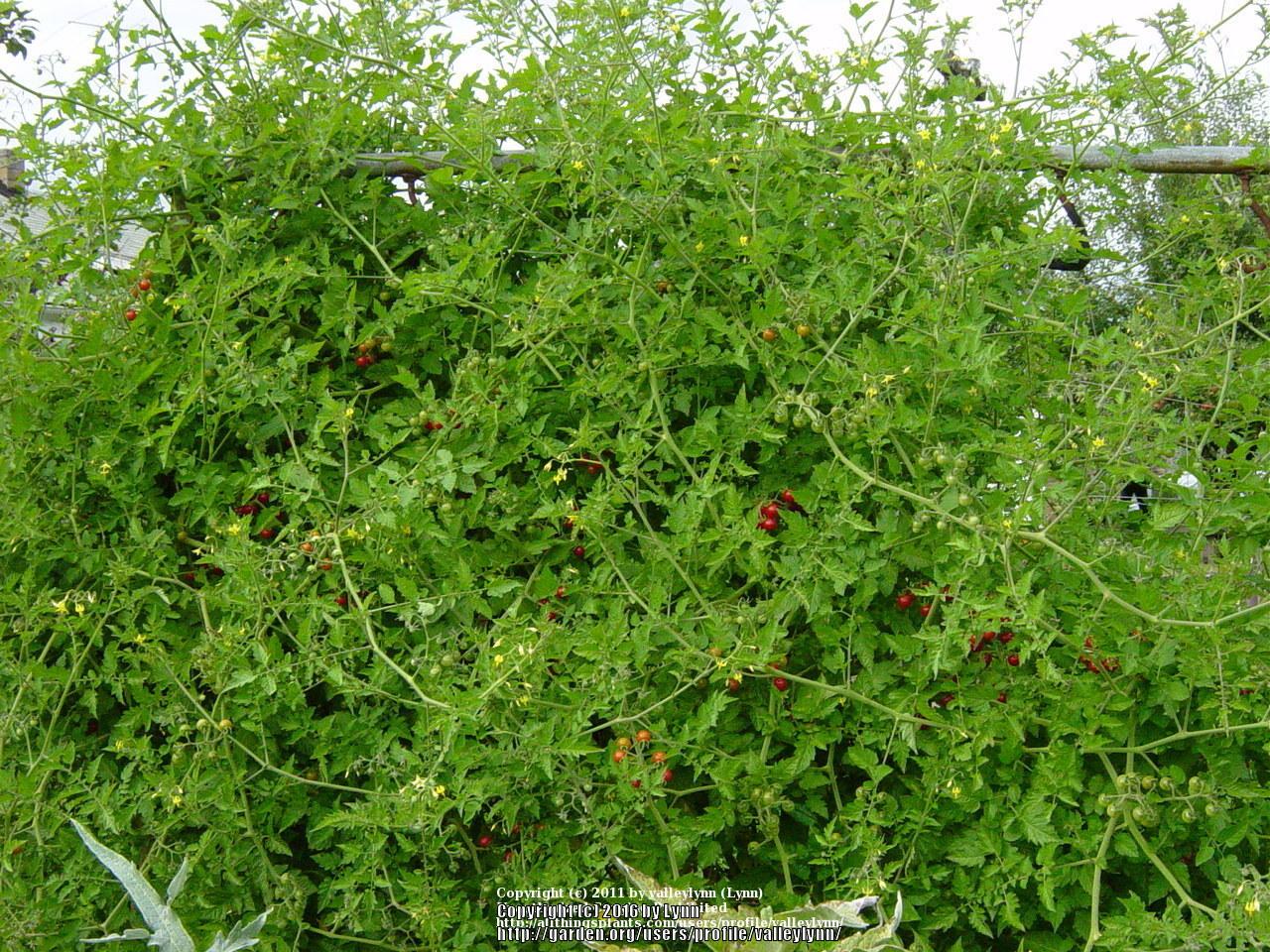 Photo of Tomato (Solanum lycopersicum 'Matt's Wild Cherry') uploaded by valleylynn