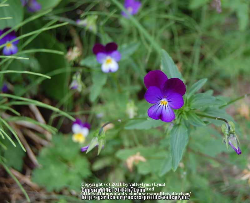 Photo of Johnny Jump-Up (Viola tricolor) uploaded by valleylynn