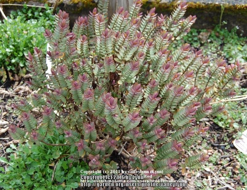 Photo of Shrubby Veronica (Veronica albicans) uploaded by valleylynn