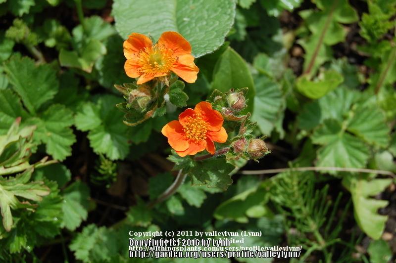 Photo of Avens (Geum coccineum 'Cooky') uploaded by valleylynn
