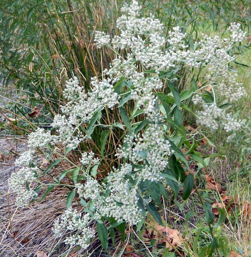 Photo of Late Boneset (Eupatorium serotinum) uploaded by wildflowers