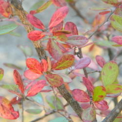 Location: Northeastern, Texas
Date: 2011-10-10
Pretty fall color