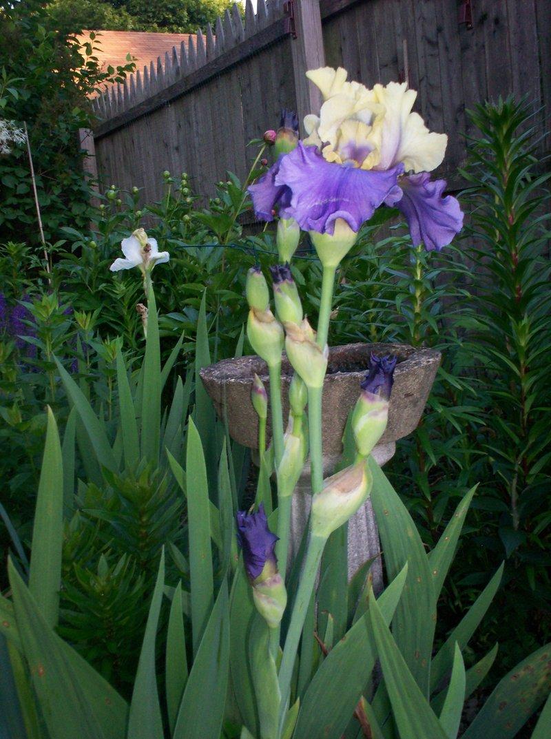 Photo of Tall Bearded Iris (Iris 'Edith Wolford') uploaded by Carolyn22