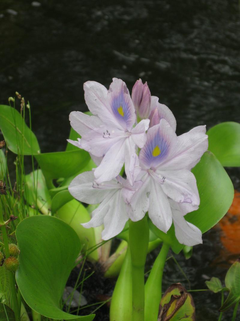 Photo of Water Hyacinth (Eichhornia crassipes) uploaded by Carolyn22