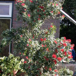 Location: Wouw Netherlands
Date: 2004-06-15