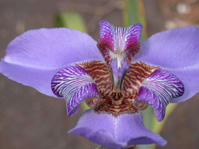 Photo of Walking Iris (Trimezia coerulea) uploaded by Ferenc