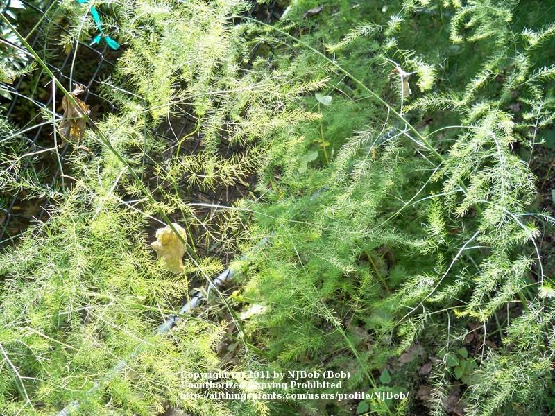 Photo of Hybrid Asparagus (Asparagus officinalis 'Jersey Supreme') uploaded by NJBob