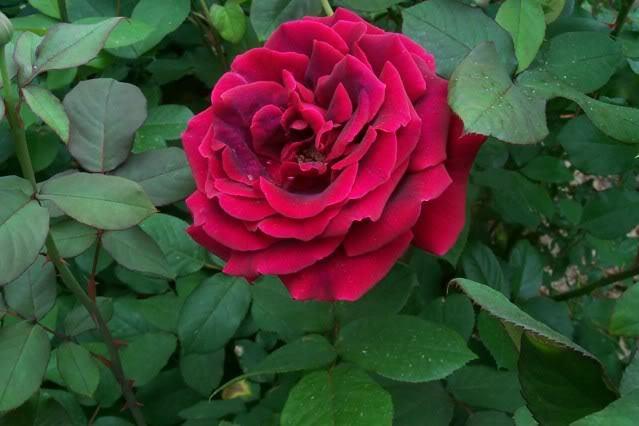 Photo of Rose (Rosa 'Crimson Glory') uploaded by Newyorkrita