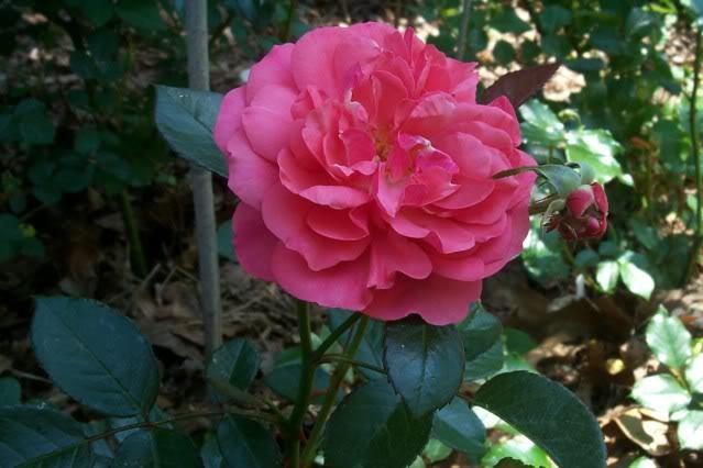 Photo of Rose (Rosa 'Lady in Waiting') uploaded by Newyorkrita