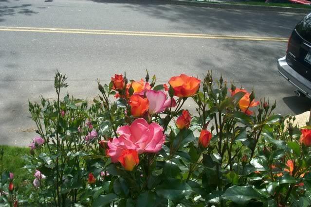 Photo of Rose (Rosa 'Playboy') uploaded by Newyorkrita