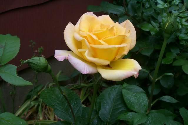 Photo of Rose (Rosa 'Gold Medal') uploaded by Newyorkrita