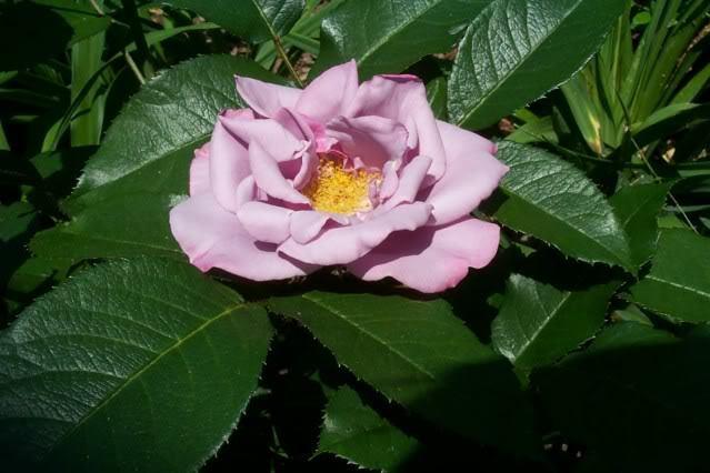 Photo of Rose (Rosa 'Blueberry Hill') uploaded by Newyorkrita