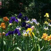 Backyard Tall Bearded Iris Bed