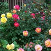 Shrub roses in front yard.